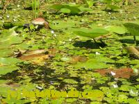 /home//u458753944/public_html/sourcegallery//Frogs/Bullfrogs 2016-08 Ontario/P8081370.JPG
